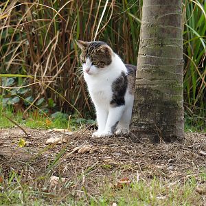 Free-ranging domestic cat (Felis catus), 2022-09-15