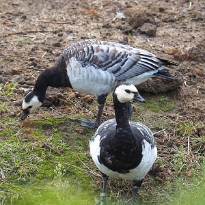 Wild Barnacle geese (Branta leucopsis), 2022-09-15