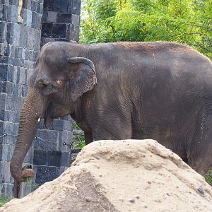 Asian elephant (Elephas maximus), 2022-09-15