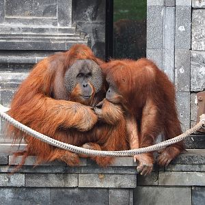 Sumatran orangutans (Pongo abelii), 2022-09-15