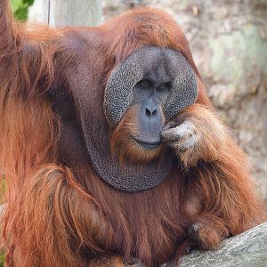 Male Sumatran orangutan (Pongo abelii), 2022-09-15