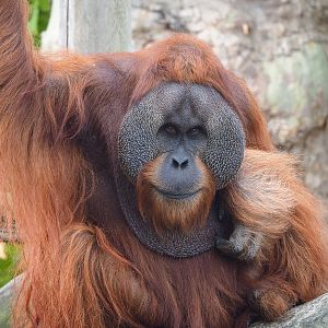 Male Sumatran orangutan (Pongo abelii), 2022-09-15