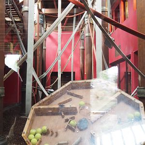 Indoor housing for smaller orangutan exhibit, 2022-09-15