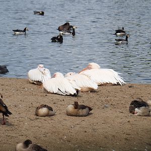 Great white pelicans (Pelecanus onocrotalus) and feral/wild geese at lakeside, 2022-09-15