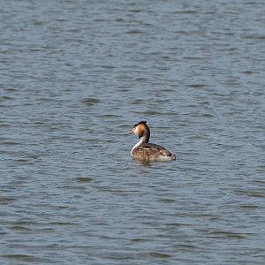 Wild Great crested grebe (Podiceps cristatus), 2022-09-15
