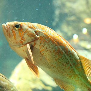 Canary Rockfish at New York Aquarium