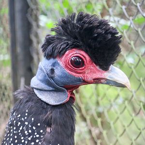 Kenyan Crested Guineafowl (Guttera pucherani)