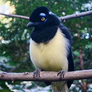 Plush-Crested Jay (Cyanocorax chrysops)