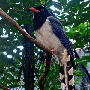 Red-Billed Blue Magpie (Urocissa erythrorhyncha)