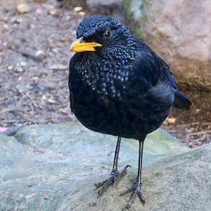 Blue Whistling Thrush (Myophonus caeruleus)