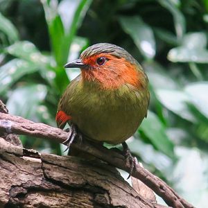 Scarlet-Faced Liocichla (Liocichla ripponi)