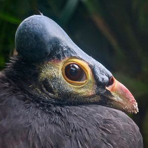 Maleo (Macrocephalon maleo)