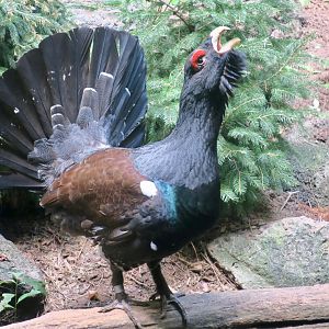 Western Capercaillie (Tetrao urogallus)