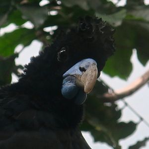 Blue-Billed Curassow (Crax alberti)