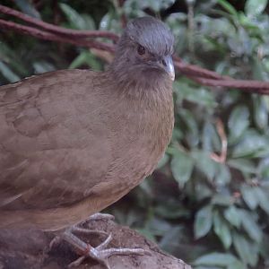 Plain Chachalaca (Ortalis vetula)