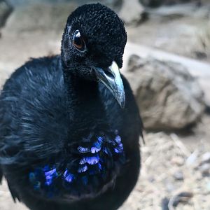 Grey-Winged Trumpeter (Psophia crepitans)