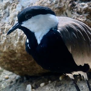 Spur-Winged Lapwing (Vanellus spinosus)