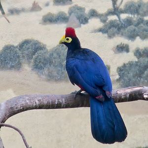 Ross's Turaco (Tauraco rossae)