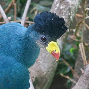 Great Blue Turaco (Corythaeola cristata)