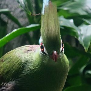 Guinea Turaco (Tauraco persa persa)