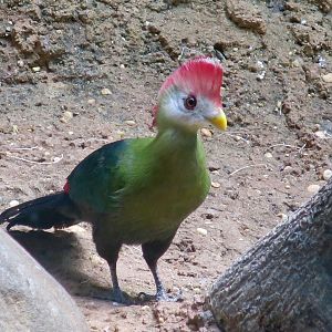 Red-Crested Turaco (Tauraco erythrolophus)
