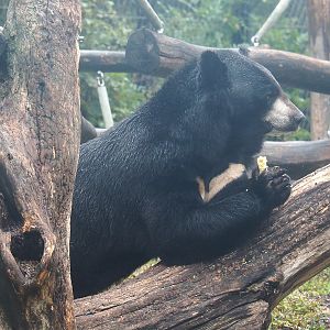 Asiatic Black Bear (Ursus thibetanus), 2022-09-14