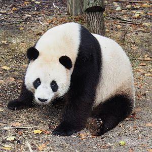 Giant panda (Ailuropoda melanoleuca) Tian Bao, 2022-09-15