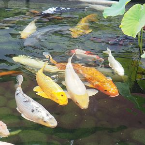 Koi (Cyprinus rubrofuscus), 2022-09-14