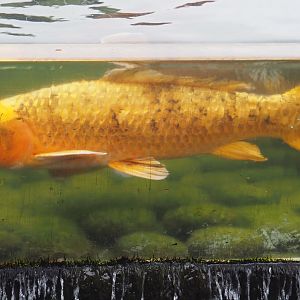 Koi (Cyprinus rubrofuscus), 2022-09-14