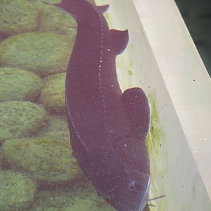 Sturgeon, possibly Russian sturgeon (Acipenser gueldenstaedtii) or Japanese sturgeon (Acipenser schrenckii). 2022-09-15