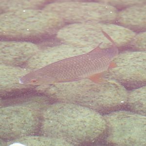 Common roach (Rutilus rutilus), 2022-09-15