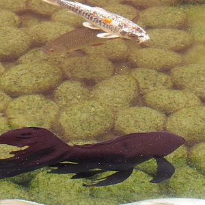 Black veil-tail goldfish (Carassius auratus), Koi (Cyprinus rubrofuscus) and Common roach (Rutilus rutilus)2022-09-15