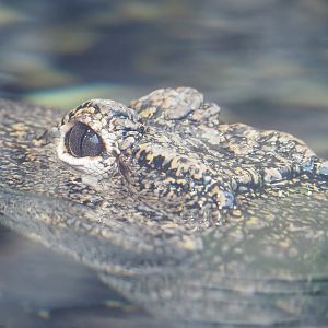 Chinese alligator (Alligator sinensis), 2022-09-14