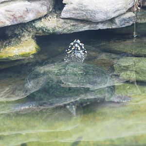 Spotted pond turtle (Geoclemys hamiltonii), 2022-09-14