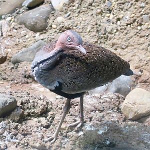 Buff-Crested Bustard (Lophotis gindiana)