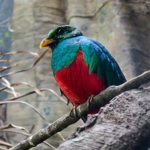 Golden-Headed Quetzal (Pharomachrus auriceps)