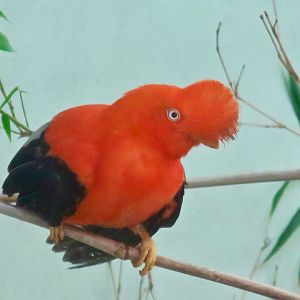 Andean Cock-of-the-Rock (Rupicola peruvianus)
