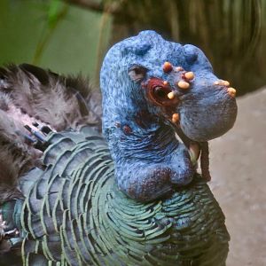 Ocellated Turkey (Meleagris ocellata)