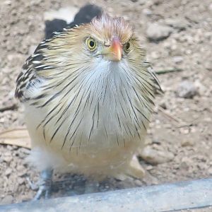 Guira Cuckoo (Guira guira)