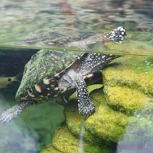 Spotted pond turtle (Geoclemys hamiltonii), 2022-09-15