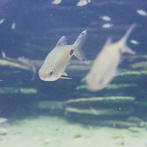 Filament barb (Dawkinsia filamentosa), 2022-09-15