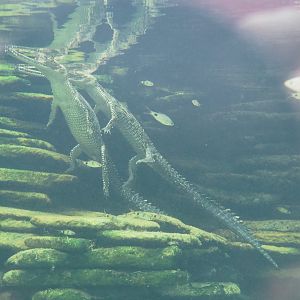 Juvenile Gharials (Gavialis gangeticus), 2022-09-14