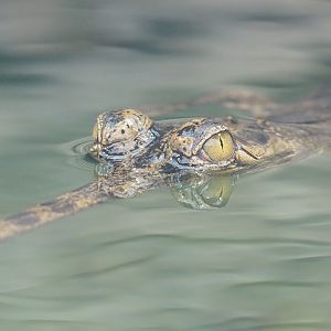 Juvenile Gharial (Gavialis gangeticus), 2022-09-14