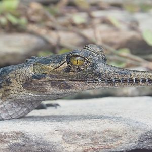 Juvenile Gharial (Gavialis gangeticus), 2022-09-15