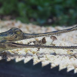 Juvenile Gharial (Gavialis gangeticus), 2022-09-15