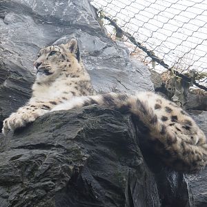 Snow leopard (Panthera uncia), 2022-09-14