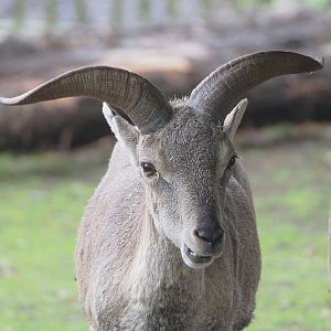 Male Bharal (Pseudois nayaur), 2022-09-14