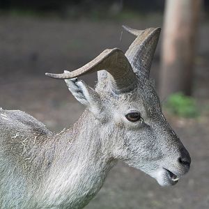 Male Bharal (Pseudois nayaur), 2022-09-14
