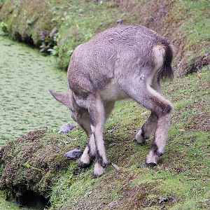 Bharal lamb (Pseudois nayaur), 2022-09-14