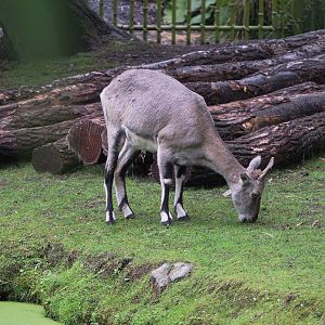 Female Bharal (Pseudois nayaur), 2022-09-14